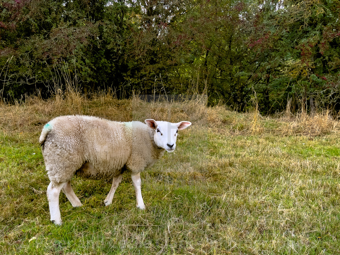 "Sheep in Field" stock image