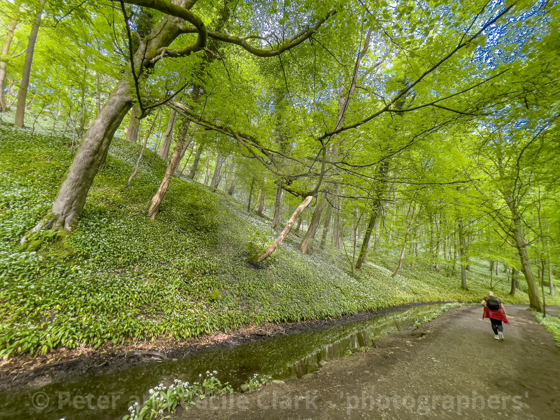 "Skipton Castle Woods" stock image