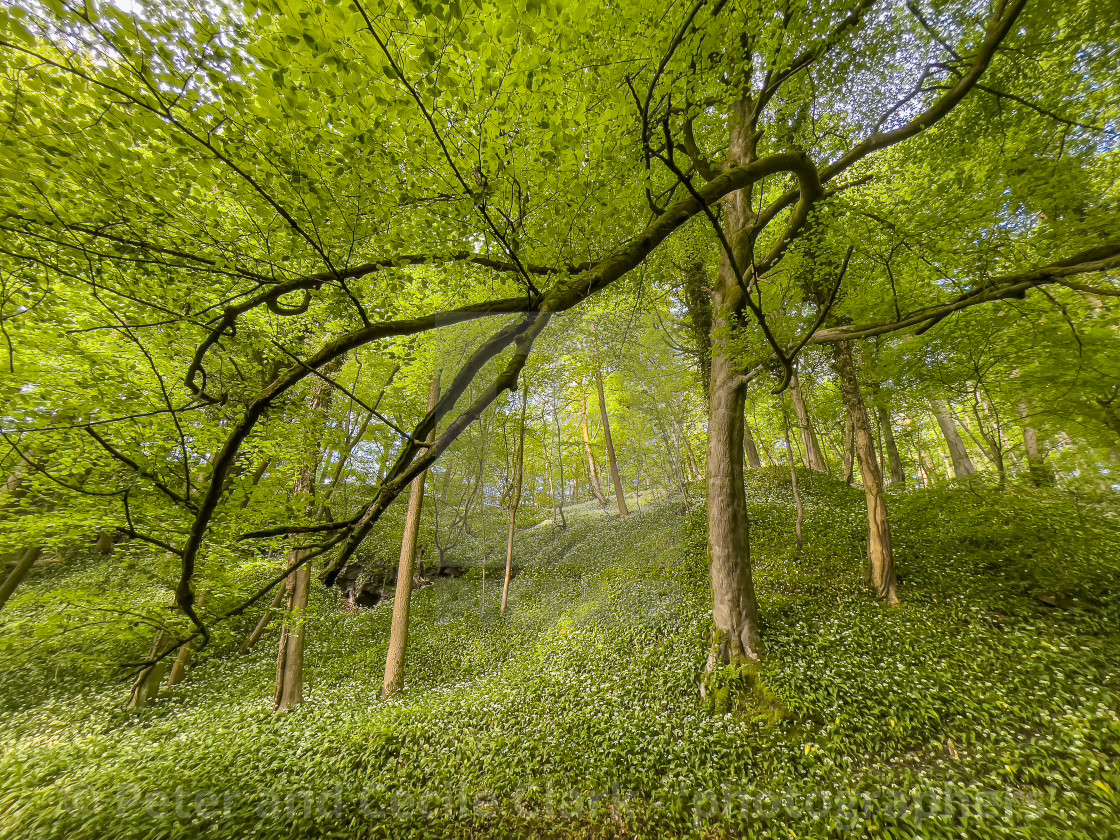 "Skipton Castle Woods, Yorkshire." stock image