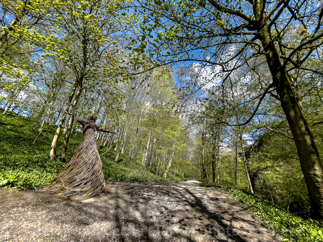 "Willow Sculpture of Woman Archer ‘Spirit of Medieval Huntress’. Located in Skipton Castle Woods, Skipton, North Yorkshire," stock image