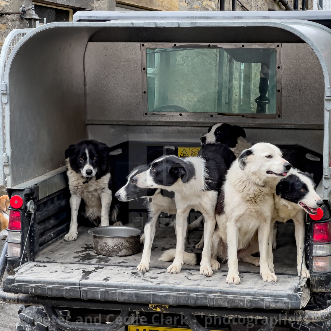 "Obedient Sheepdogs in Utility Vehicle" stock image