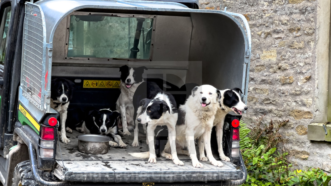 "Obedient Sheepdogs in Utility Vehicle" stock image