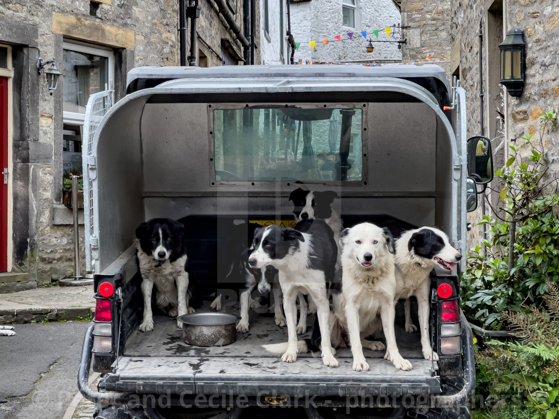 "Obedient Sheepdogs in Utility Vehicle" stock image