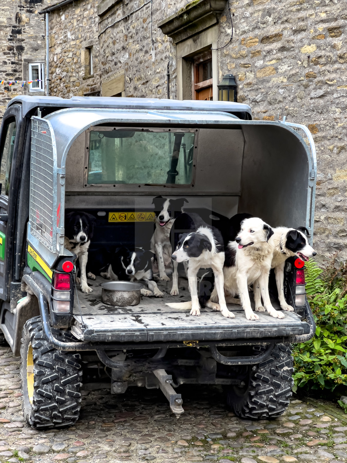 "Obedient Sheepdogs in Utility Vehicle" stock image