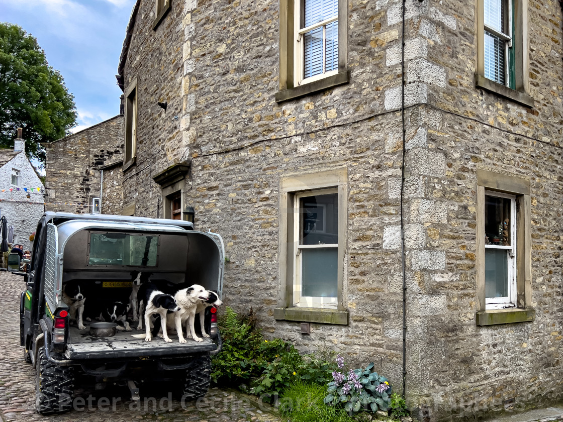 "Obedient Sheepdogs in Utility Vehicle" stock image