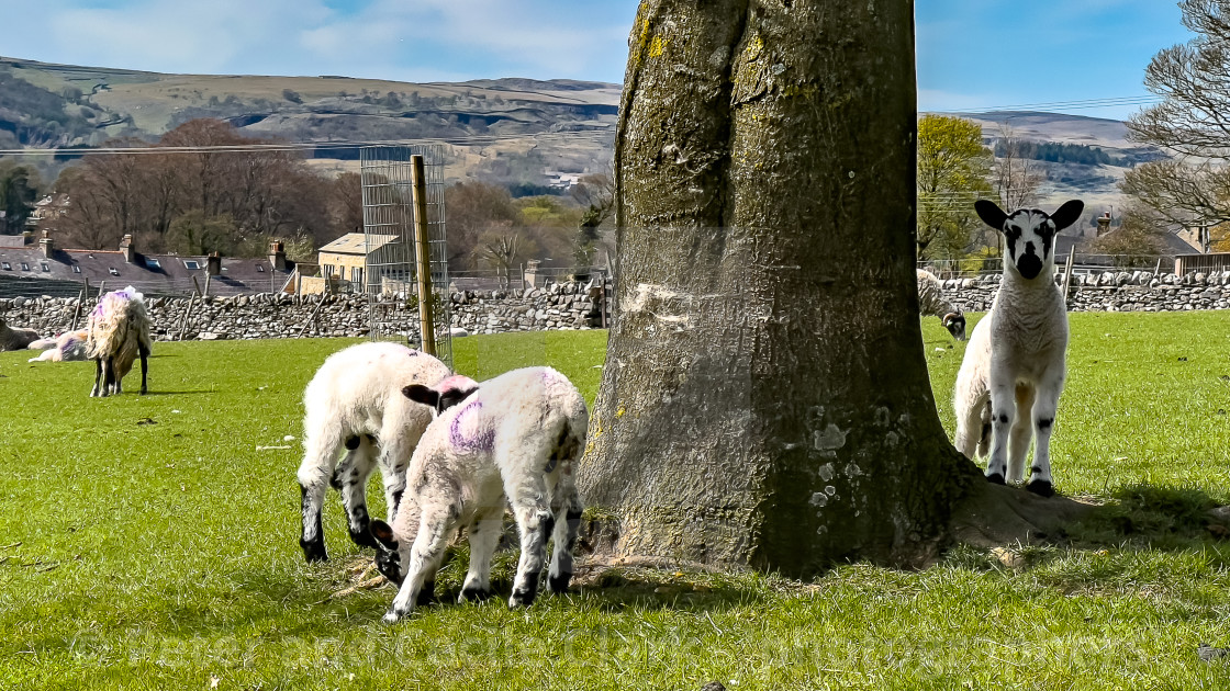 "Lambs Grazing" stock image