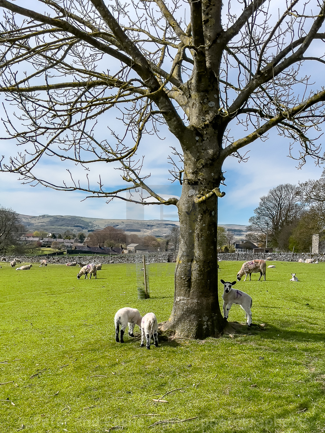 "Lambs Grazing" stock image