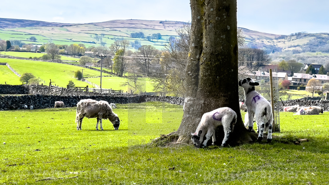 "Lambs Grazing" stock image