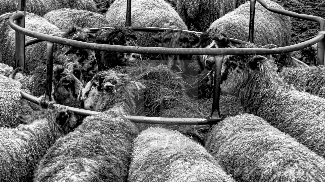 "Sheep Feeding from Ring Feeder" stock image