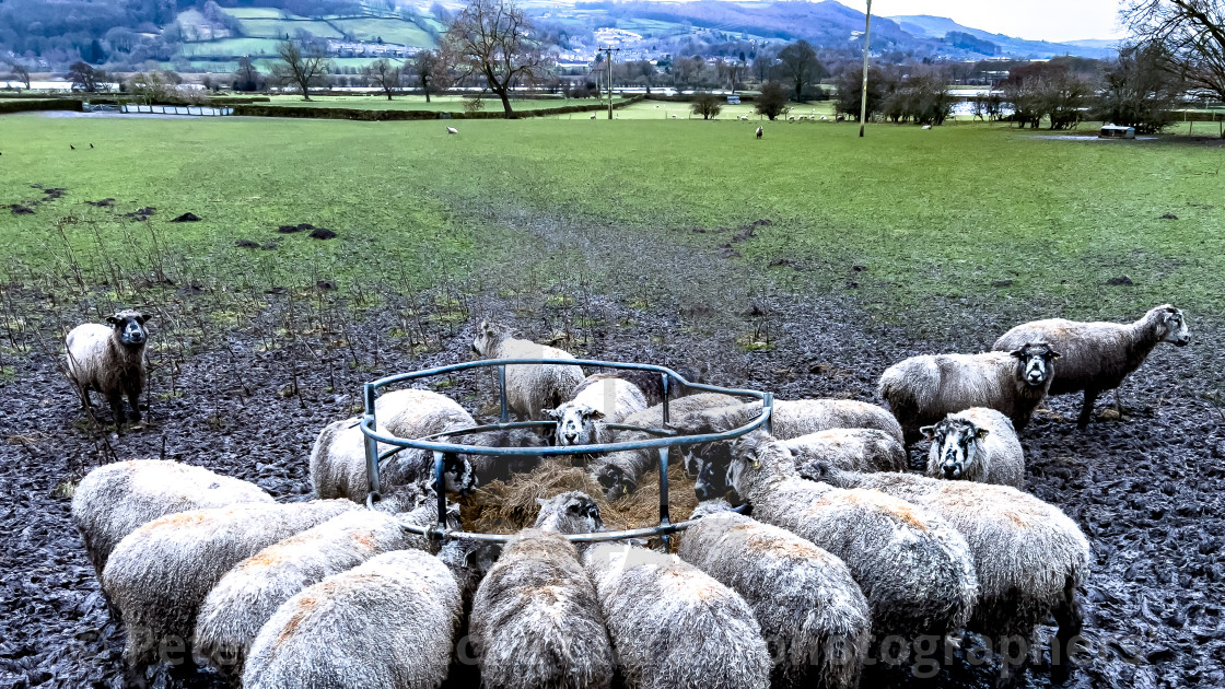 "Sheep Feeding from Ring Feeder" stock image