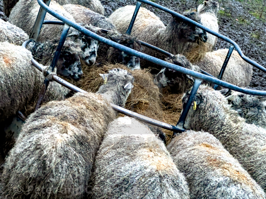 "Sheep Feeding from Ring Feeder" stock image