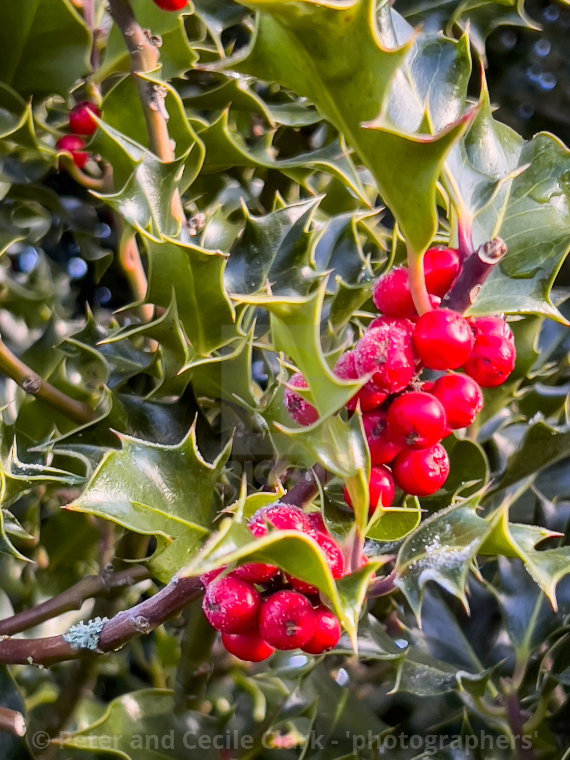 "Holly and Red Berries." stock image