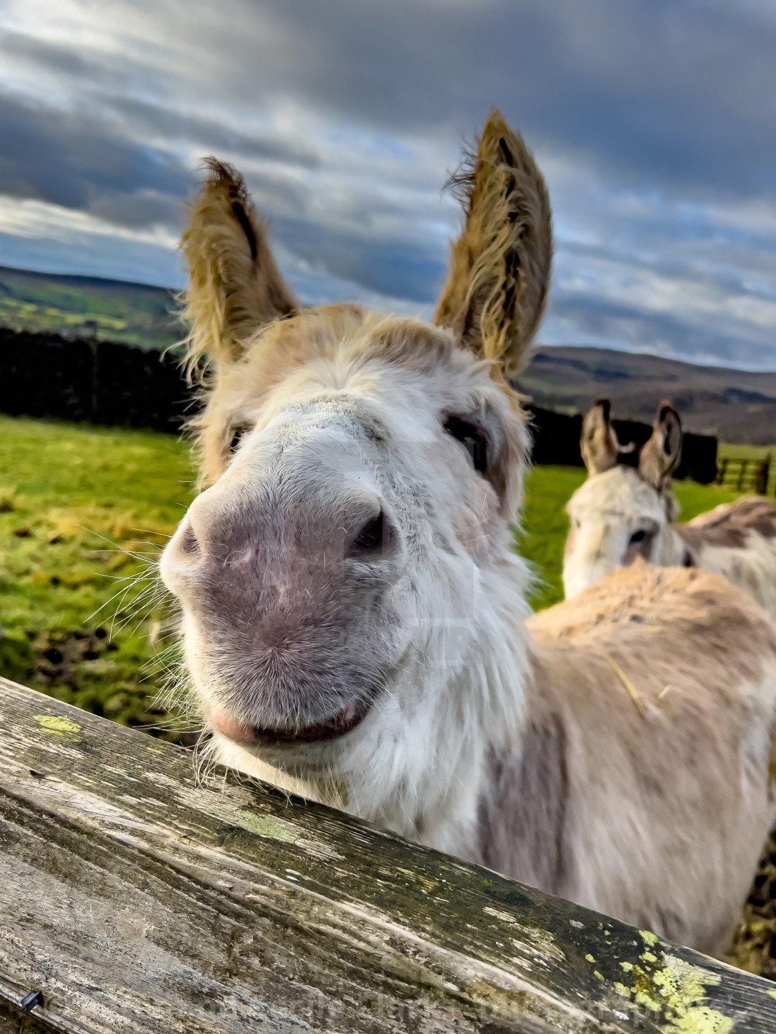 "Rescue Donkeys owned by the Donkey Sanctuary." stock image