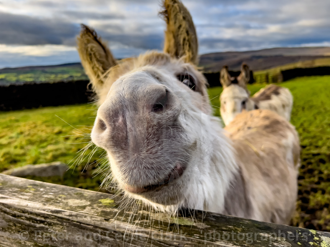 "Rescue Donkeys owned by the Donkey Sanctuary." stock image