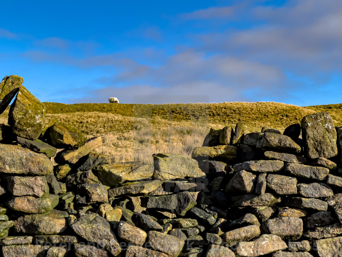 "Edge Lane, near Grassington. A fine Example of adry stone wall., common in the Yorkshire Dales, England, UK. In sunshine after a shower." stock image