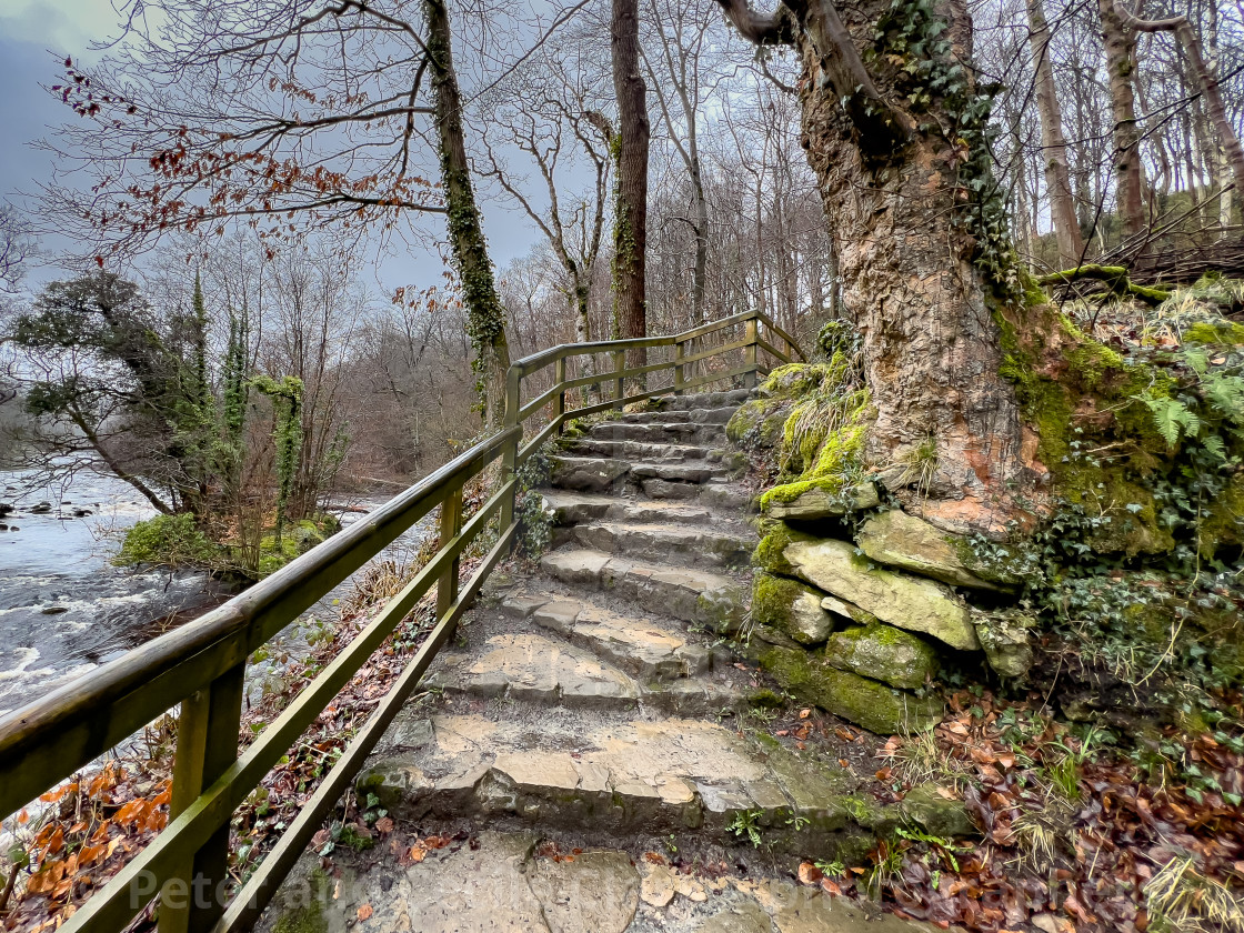 "Path on the banks of the River Wharfe near Bolton Abbey in the Yorkshire Dales, England, UK. Photographed 1st March 2024" stock image