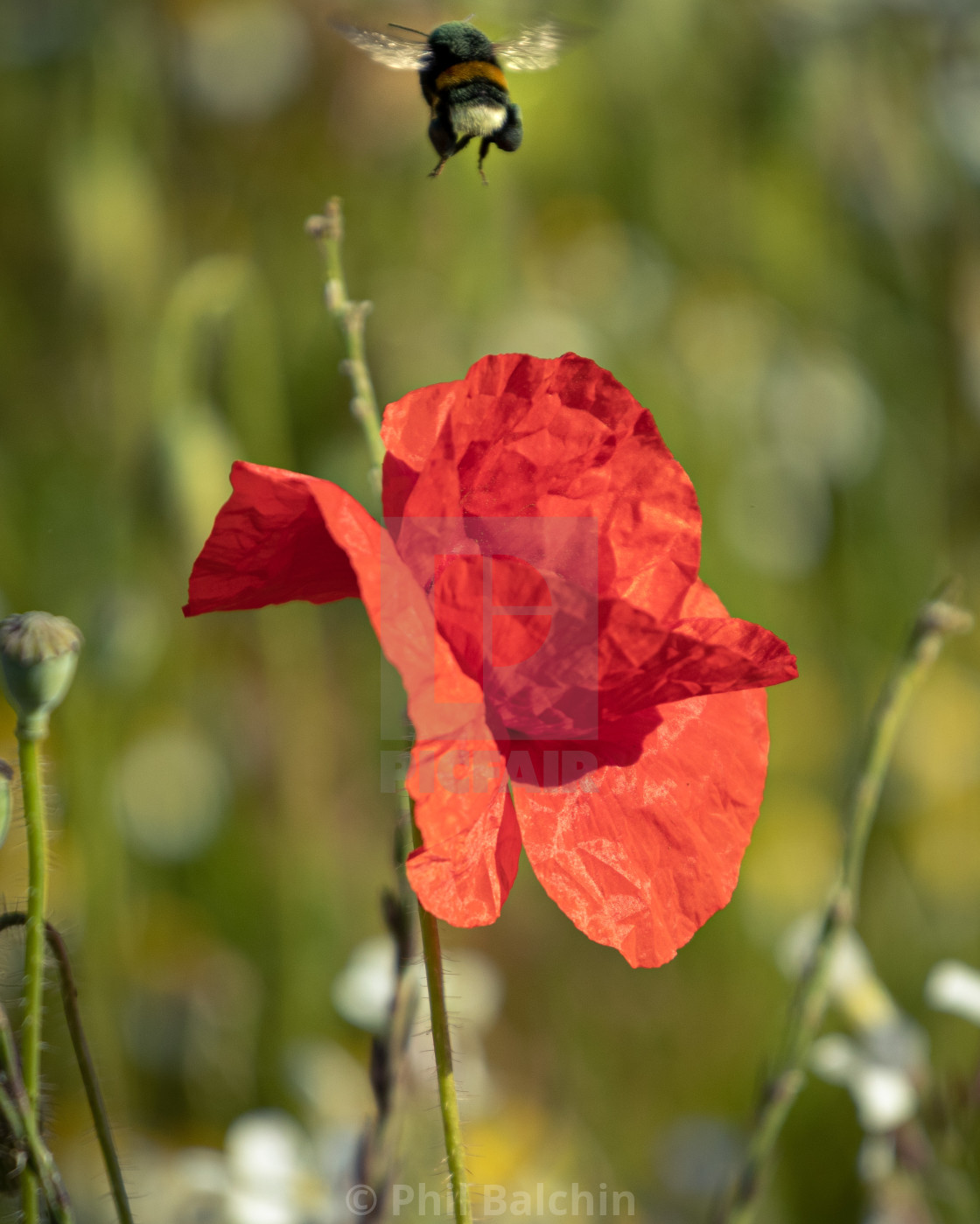 "A Poppy Field in the English springtime" stock image