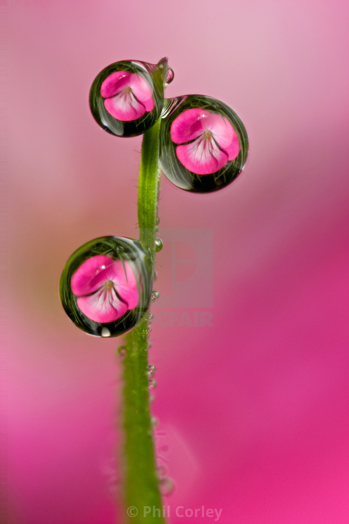 "Dewdrop Refraction #24" by Phil Corley - $46.26 "Dewdrop Refraction #24" stock image