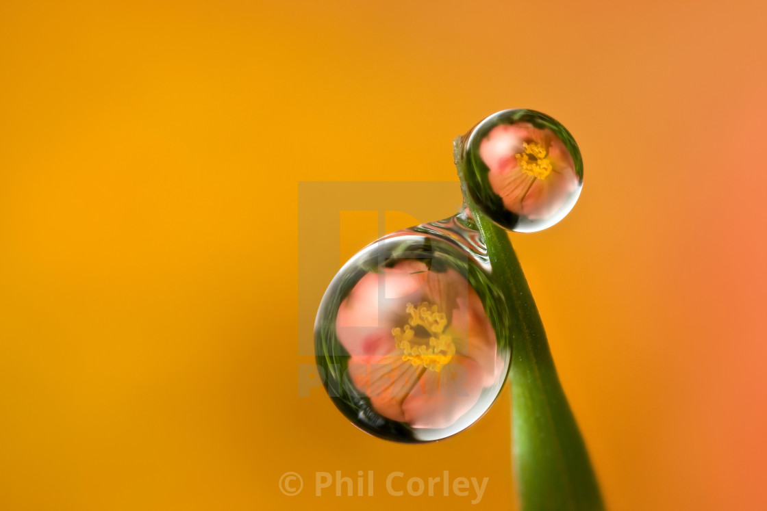 "Begonia Dewdrop #4" by Phil Corley - $46.26 "Begonia Dewdrop #4" stock image