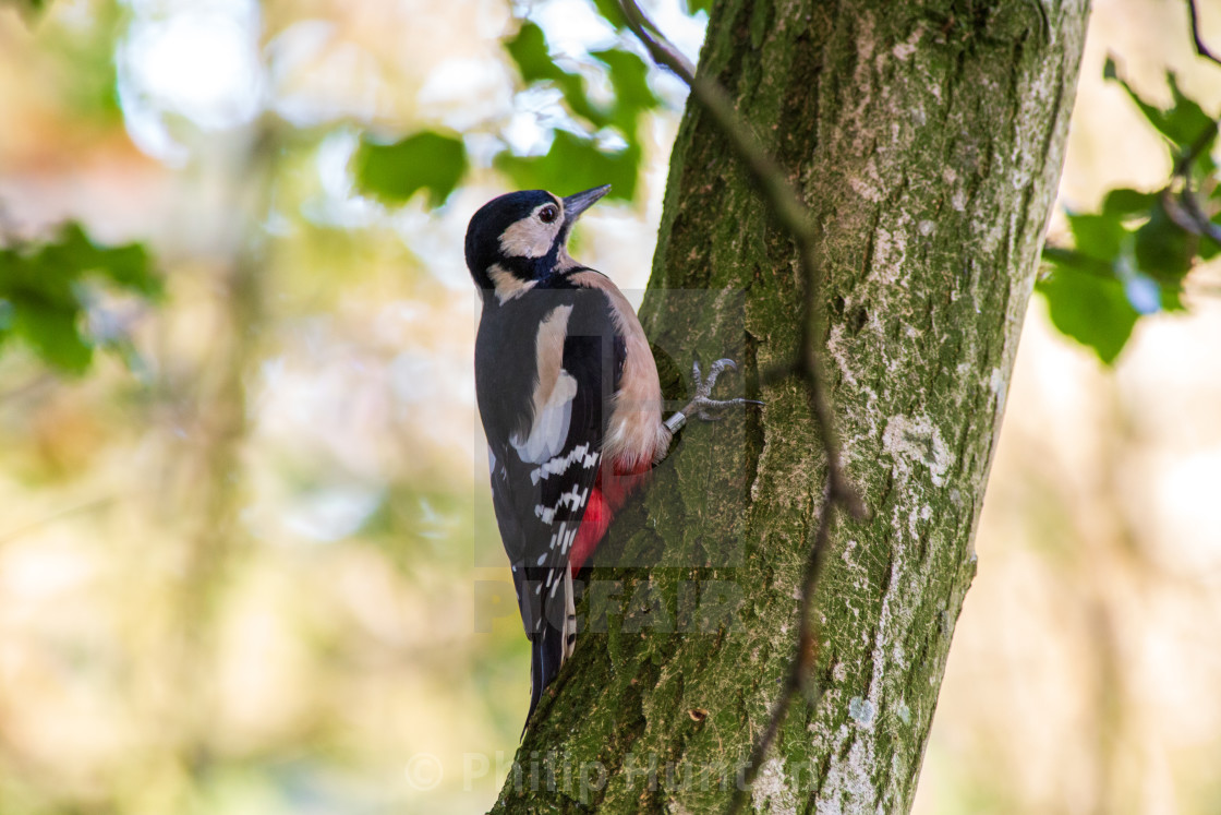 "Great Crested Woodpecker" stock image