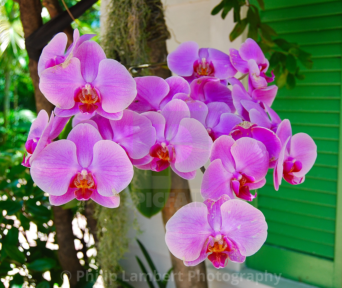 "Orchids" stock image