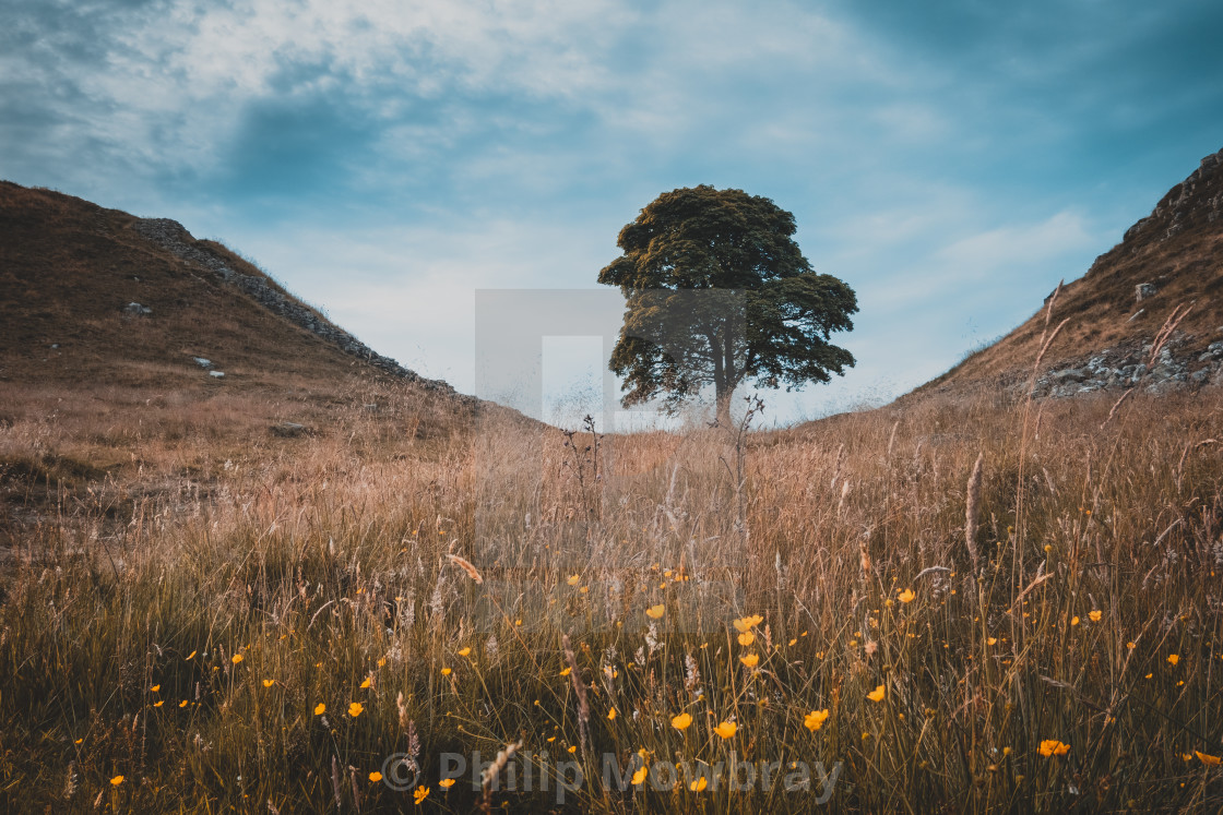 "A summer evening at Sycamore Gap, Hadrian's Wall, Northumberland" by Philip Mowbray - $14.78 "A summer evening at Sycamore Gap, Hadrian's Wall, Northumberland" stock image