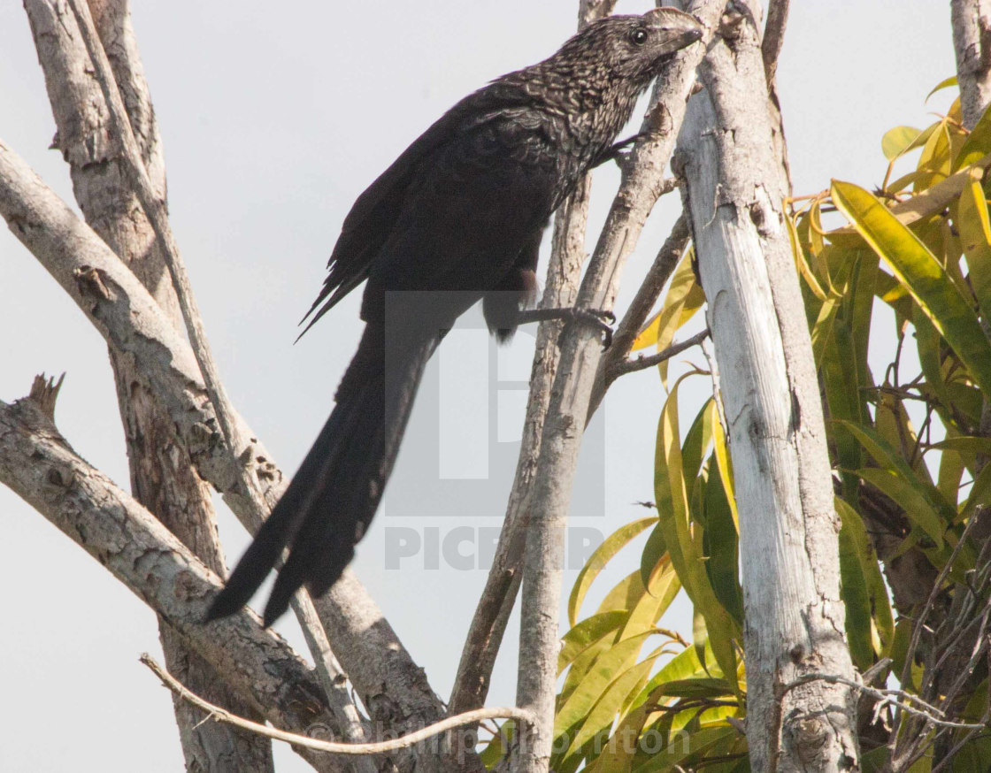 "Smooth-billed Ani" stock image