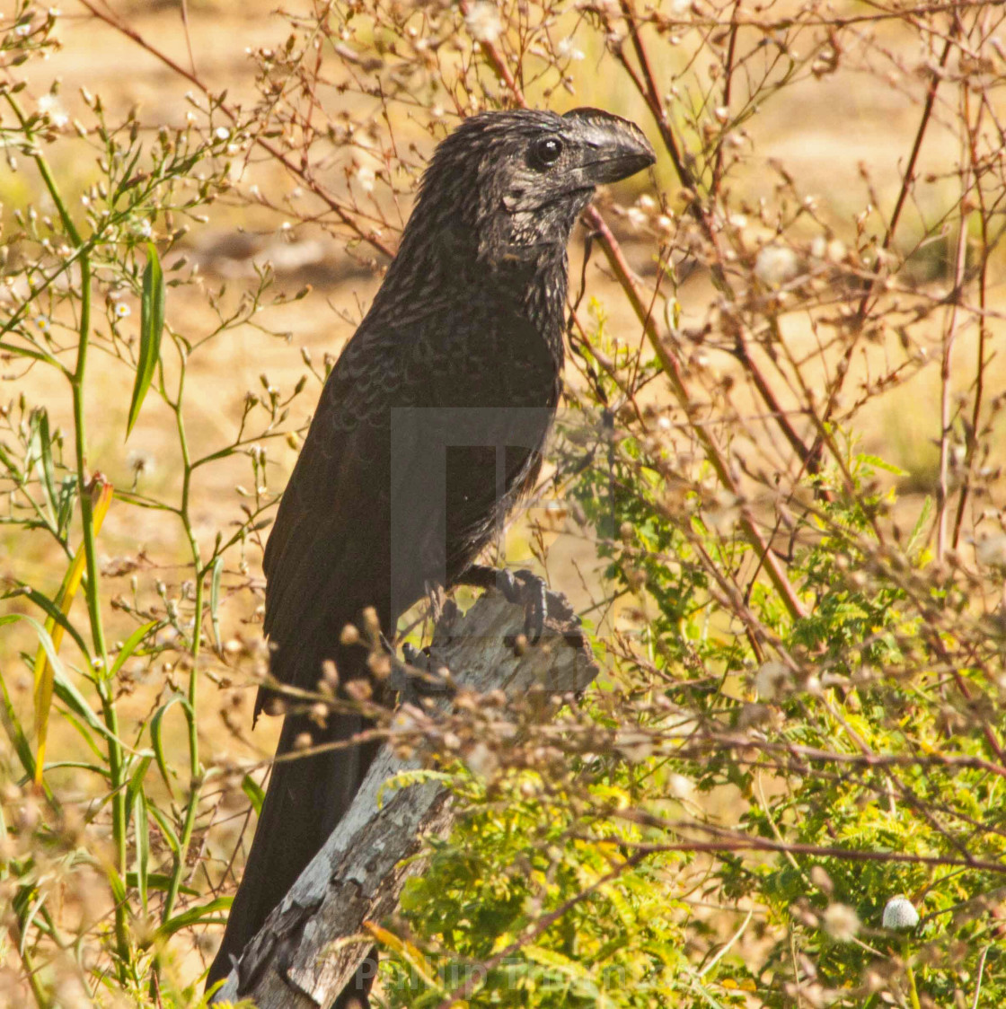 "Smooth-billed Ani, Varadero, Cuba." stock image