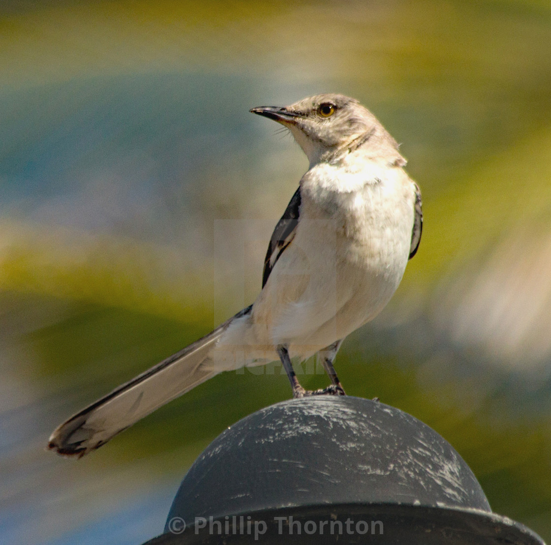 "Northern Mockingbird, Jibacoa Cuba" stock image