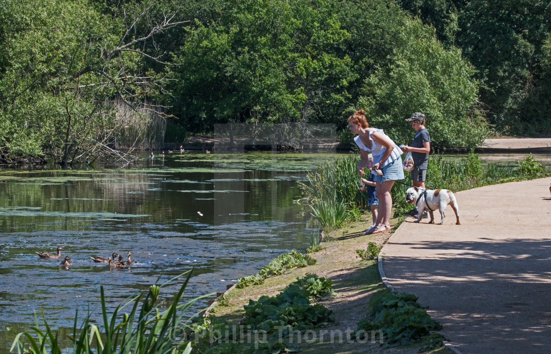 "Feeding Ducks" stock image