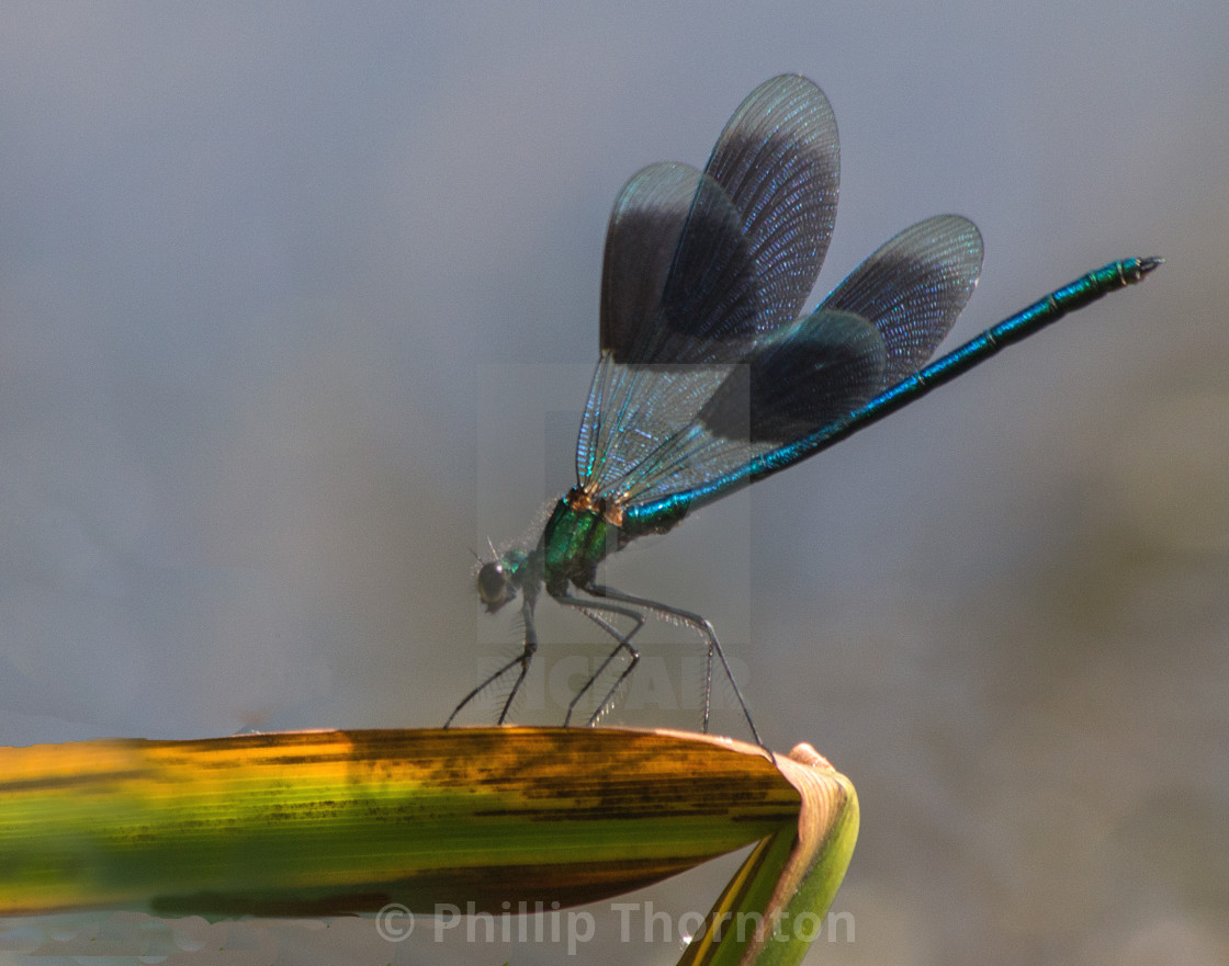 "Banded Demoiselle - Male" stock image