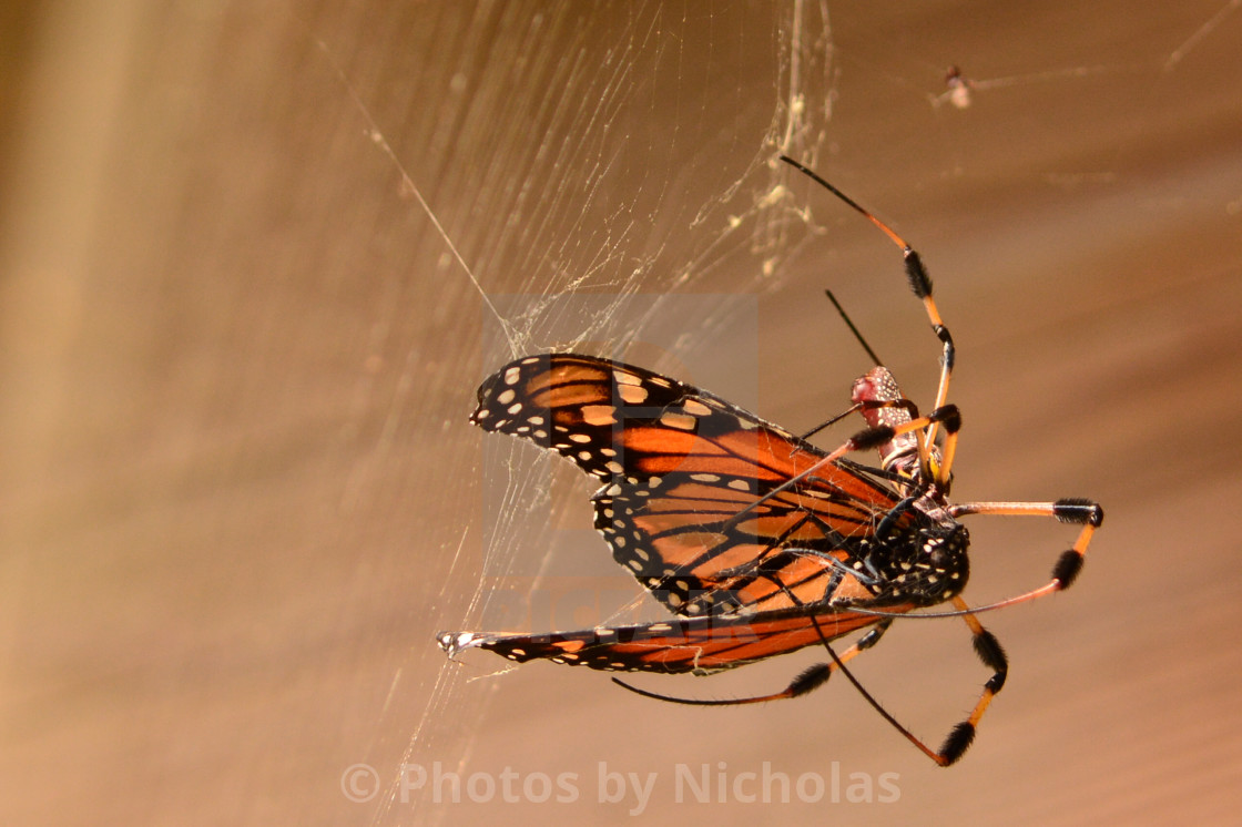 "Death of Monarch." stock image