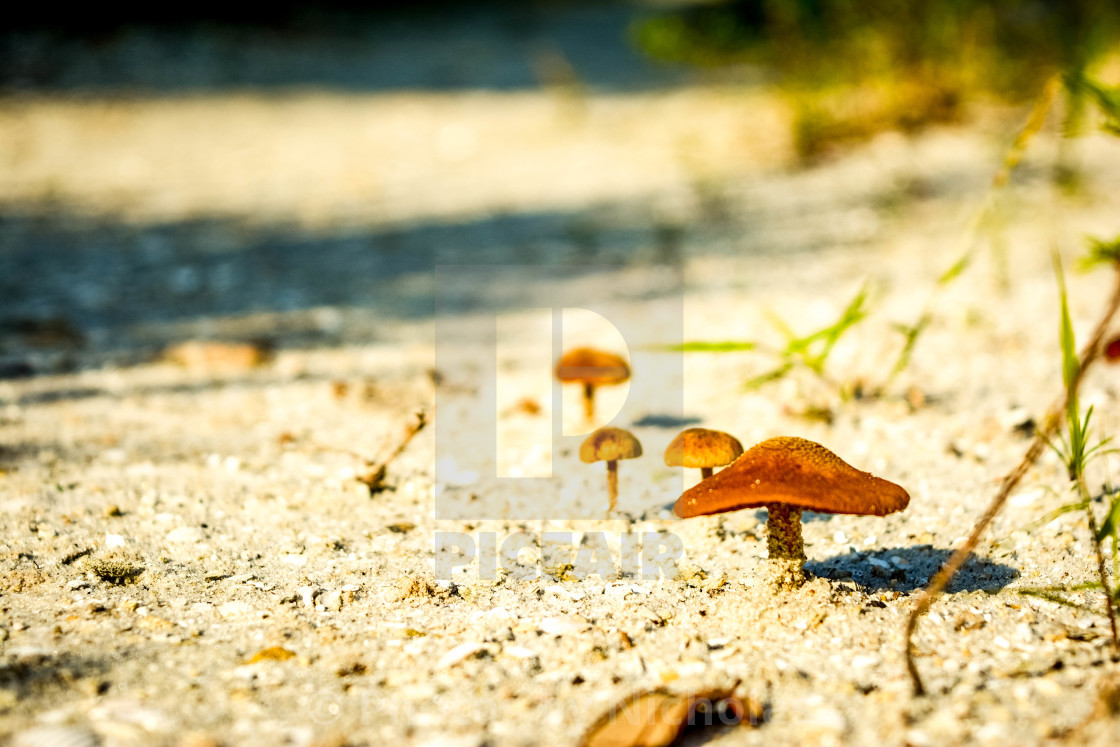 "Wild mushroom." stock image