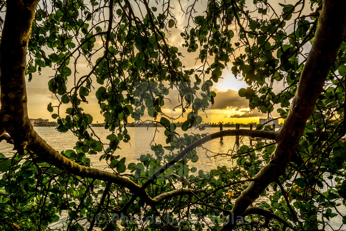 "Behind leafs" stock image