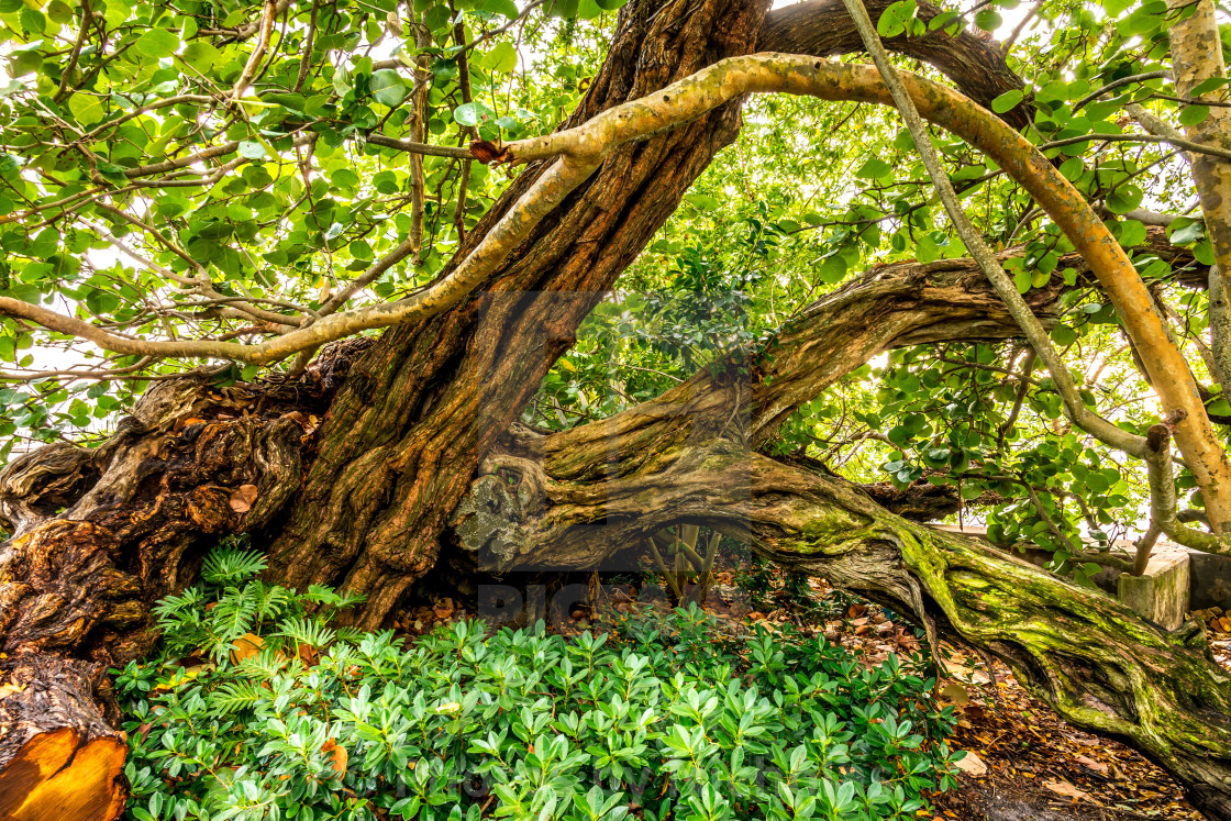 "Tree" stock image