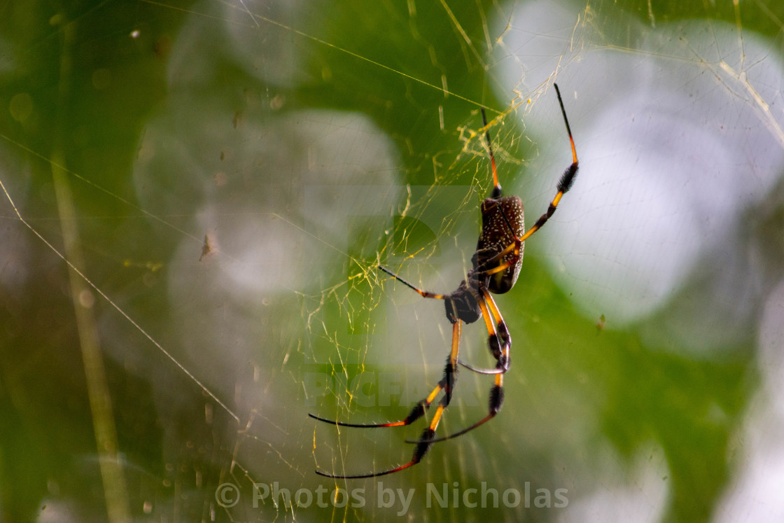 "Banana spider" stock image