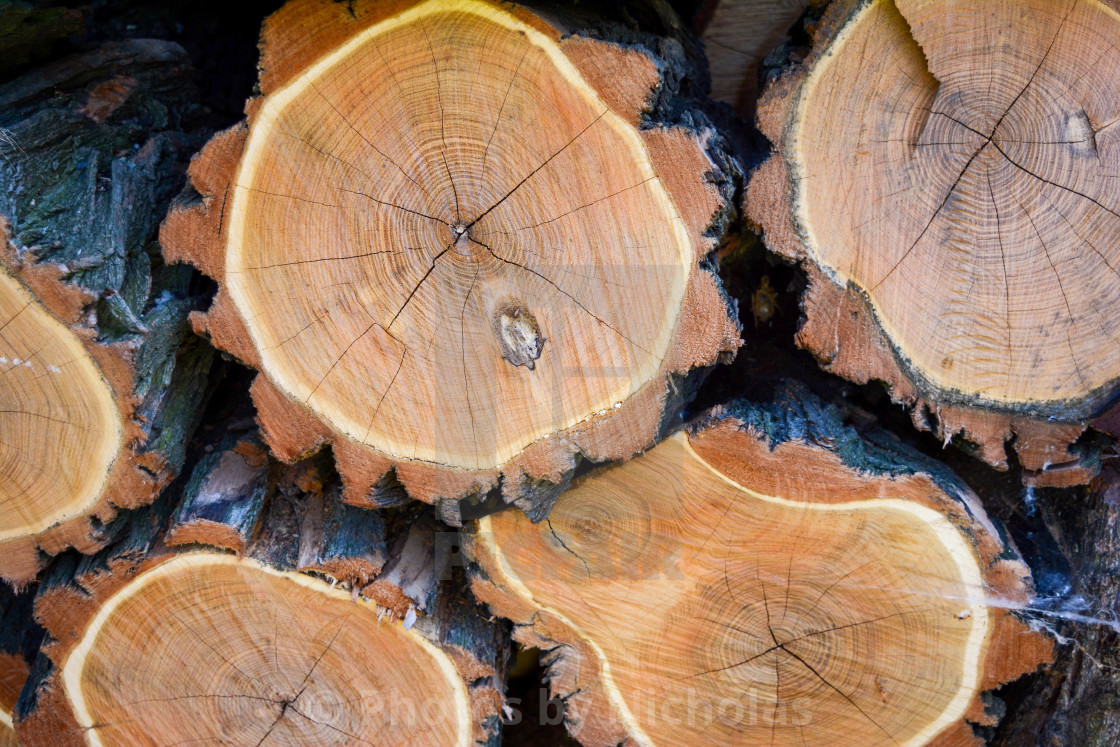 "Wood" stock image