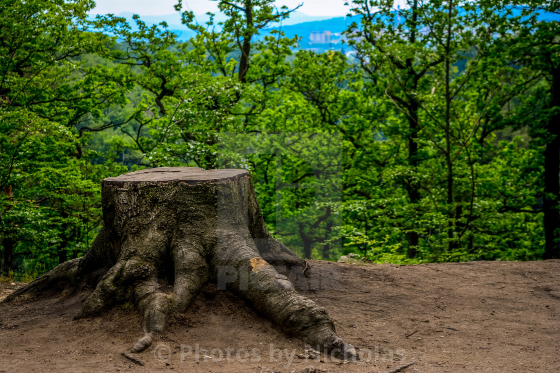 "Lonely stump." stock image