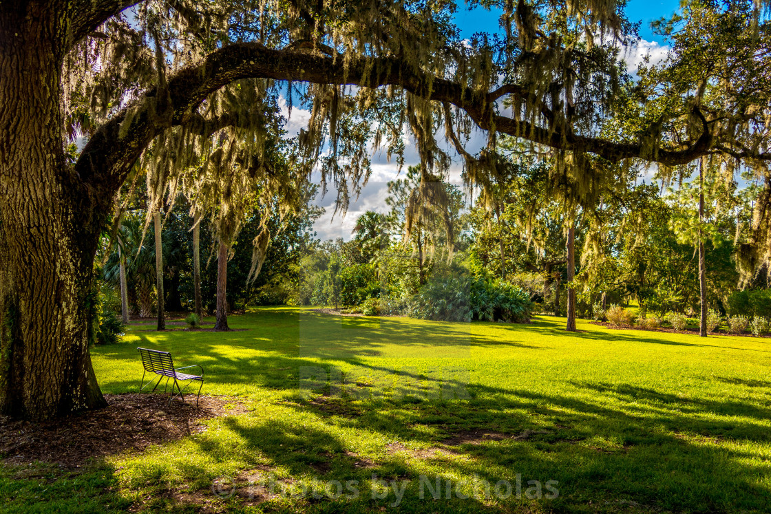 "Bench under tree." stock image