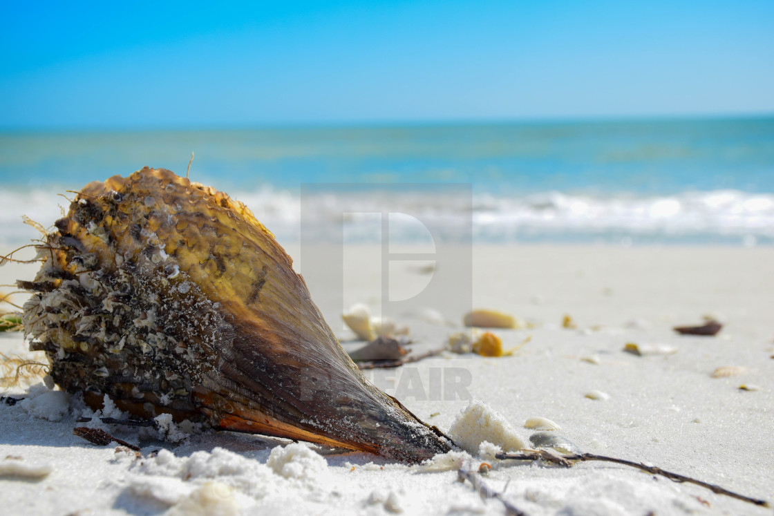 "Shell" stock image