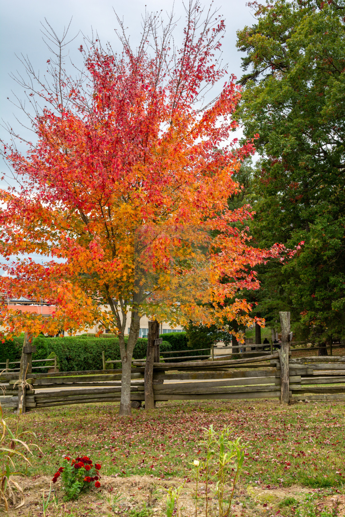 "Tree" stock image