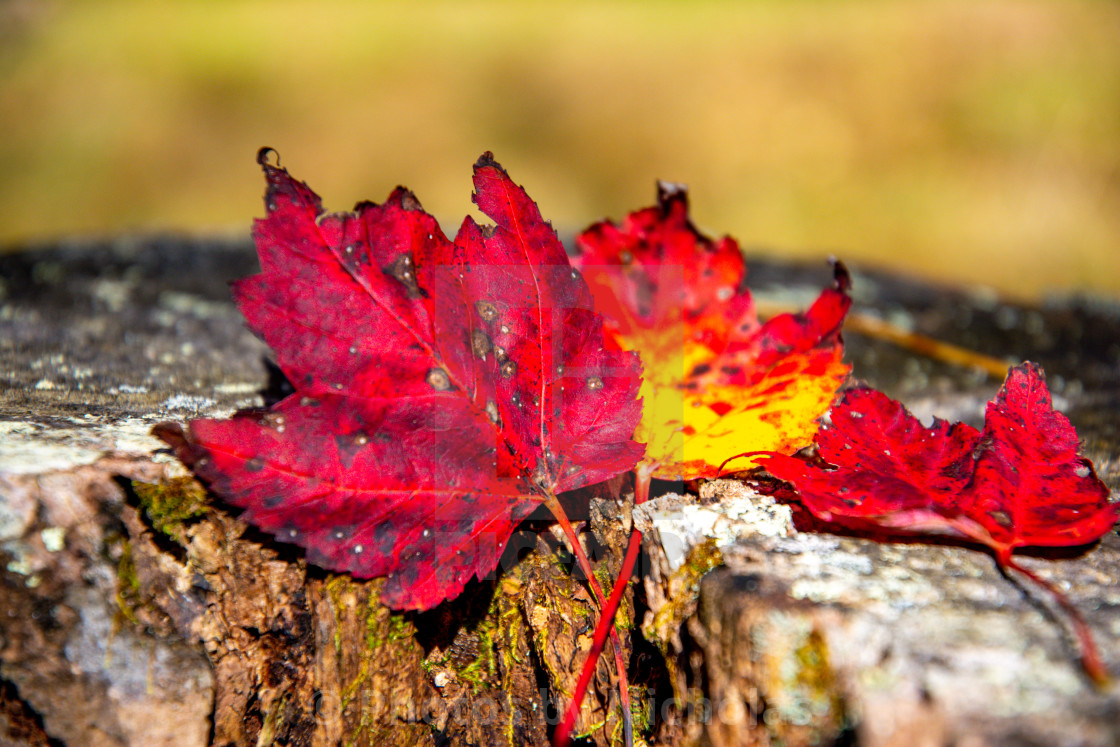 "Red and yellow" stock image