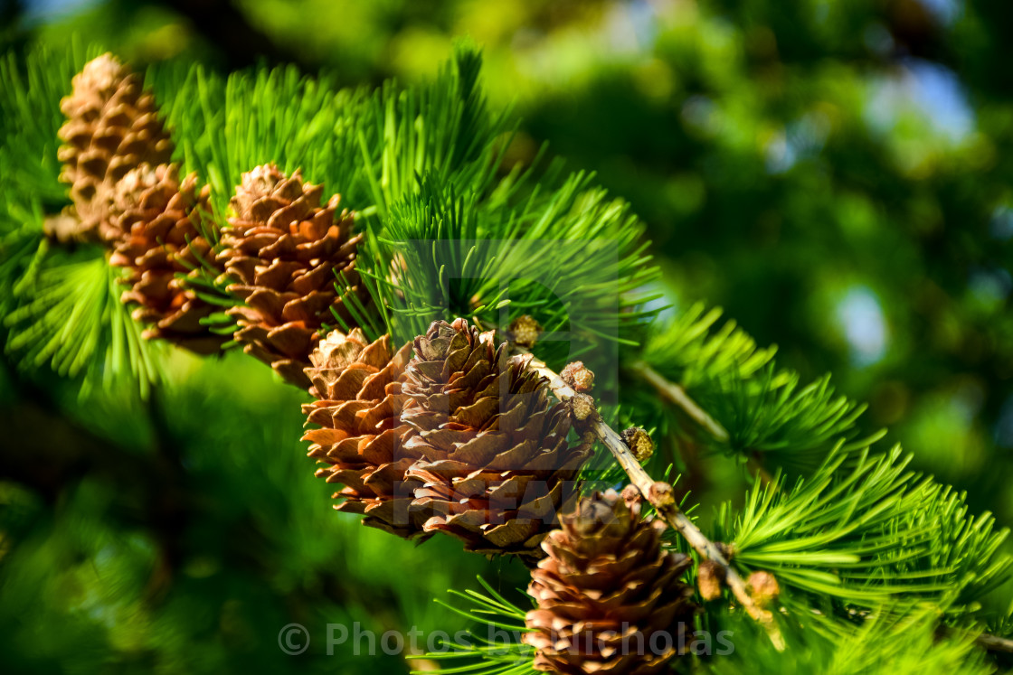 "Cones" stock image