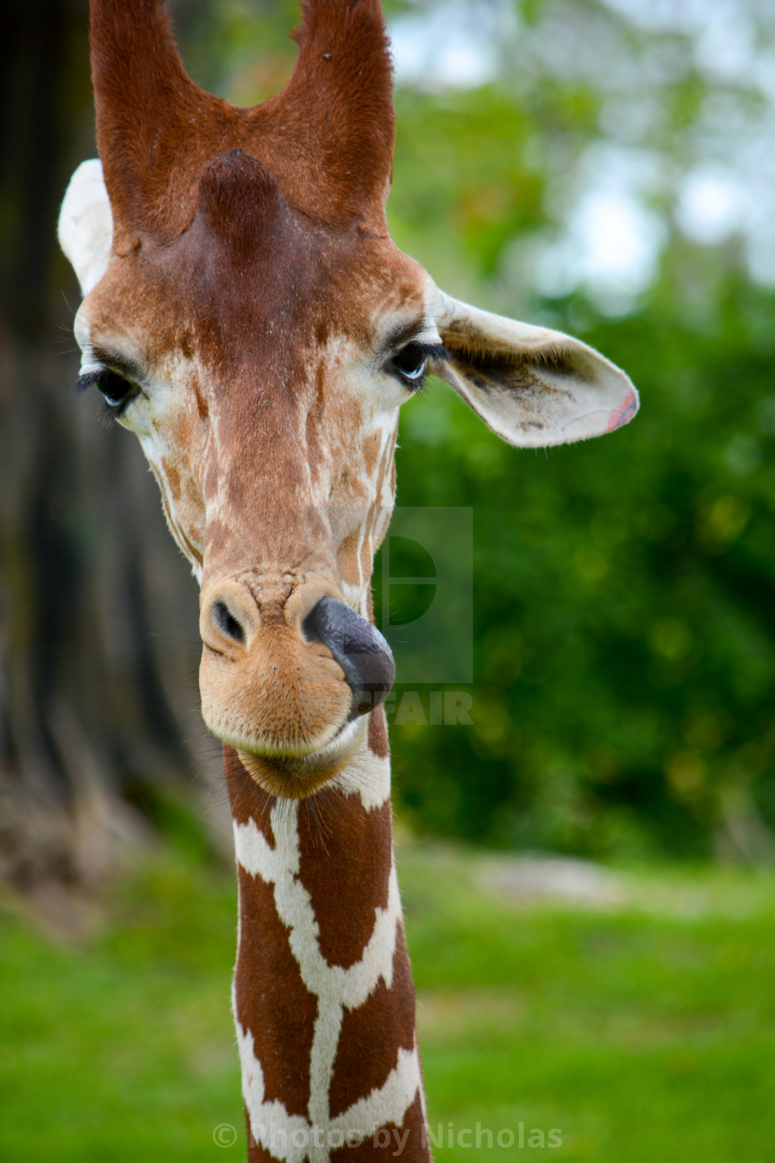 "Giraffe." stock image