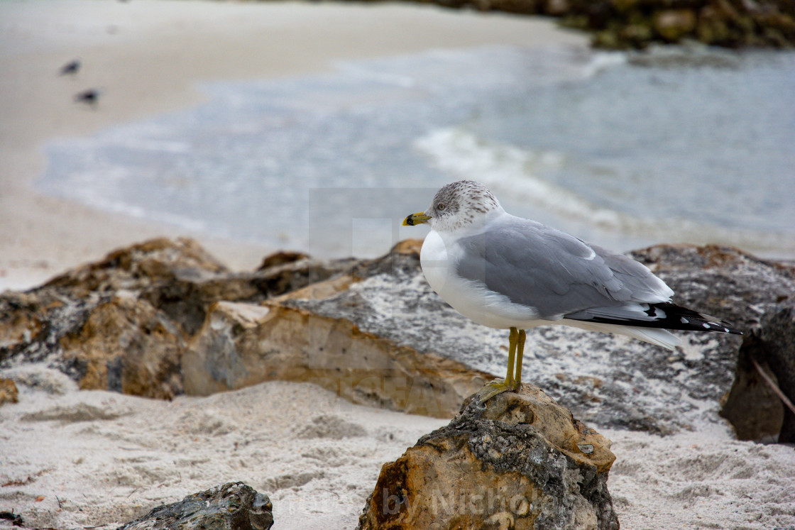 "Lonely seagull." stock image