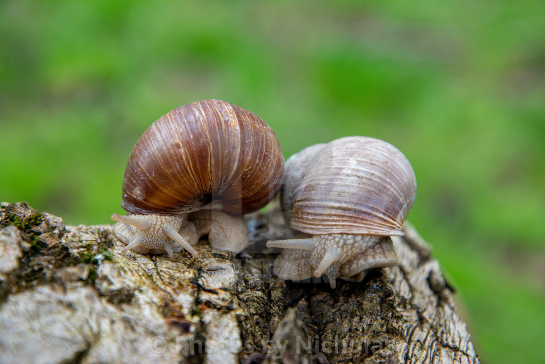 "Snails in love." stock image