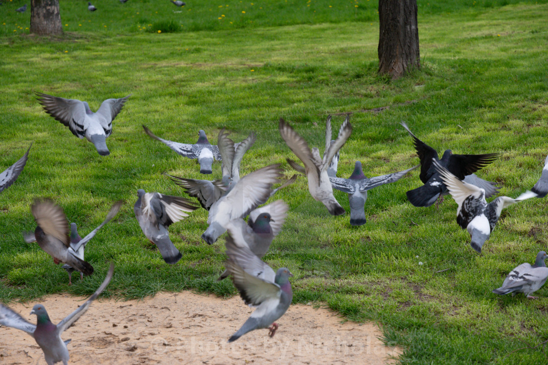 "Pigeons." stock image