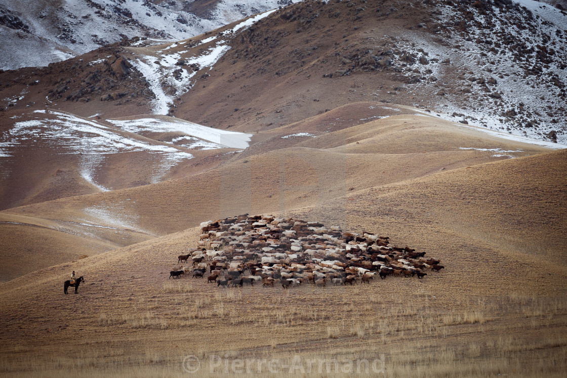 "Sheep and their shepherd" stock image