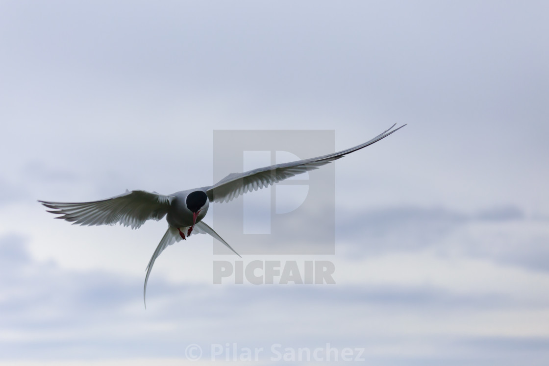 "Flying Artic Tern" stock image