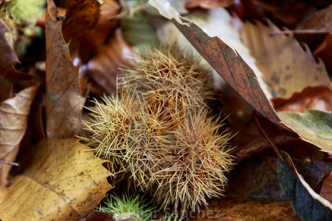 "Three chestnuts on shell on the ground" stock image